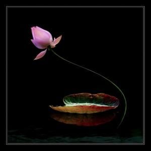 Meet your Posher, Lotus